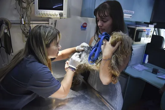 Aunque aumentan las mordeduras de perros, la rabia permanece controlada