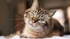 Cada vez más argentinos eligen compartir el hogar con gatos