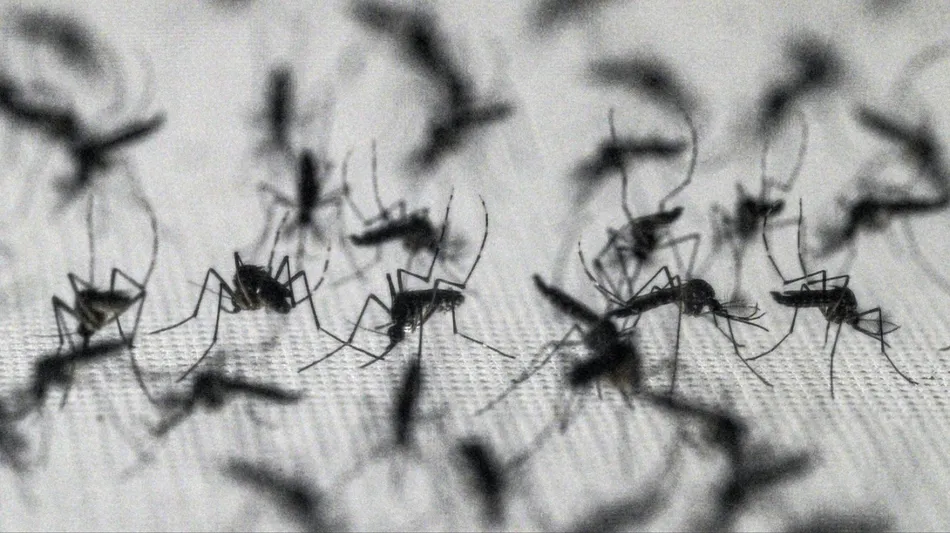 Polémica en EE.UU. por un plan para liberar 64 millones de mosquitos con bacterias