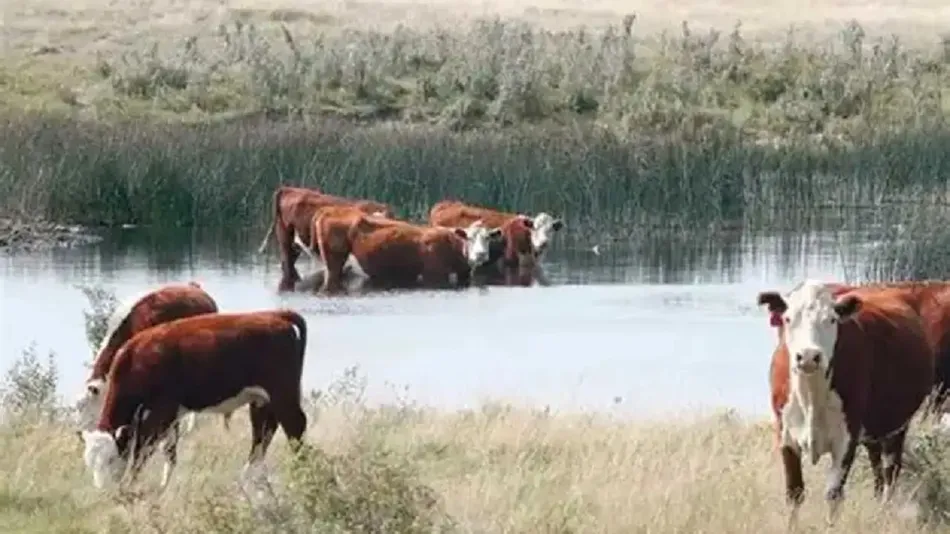 Inundaciones en Corrientes: productores evacúan el ganado ante la crecida del río Paraná