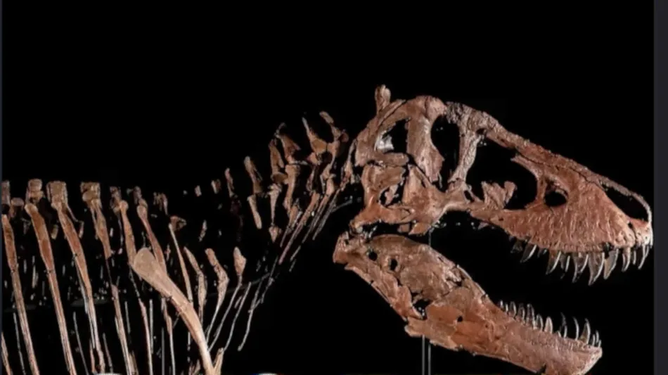 Furor por "Gus": el Tiranosaurio Rex gigante que se subasta en Nueva York y podría quebrar todos los récords mundiales