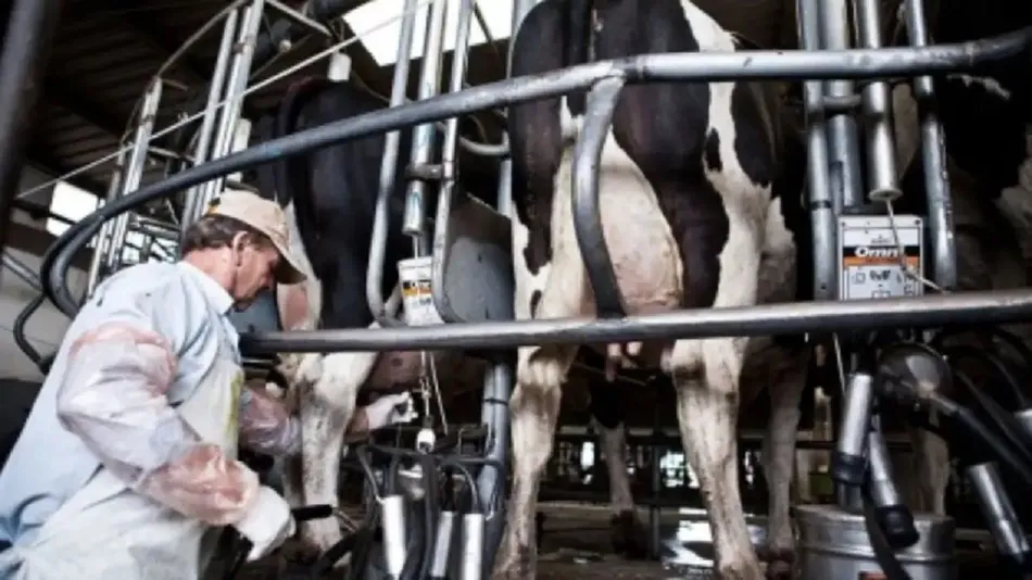 Quiebra de SanCor: seis empresas compiten por quedarse con los activos de la histórica cooperativa láctea