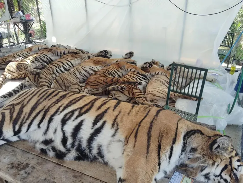 Mueren 72 tigres en una reserva: ¿Cuál es la causa?