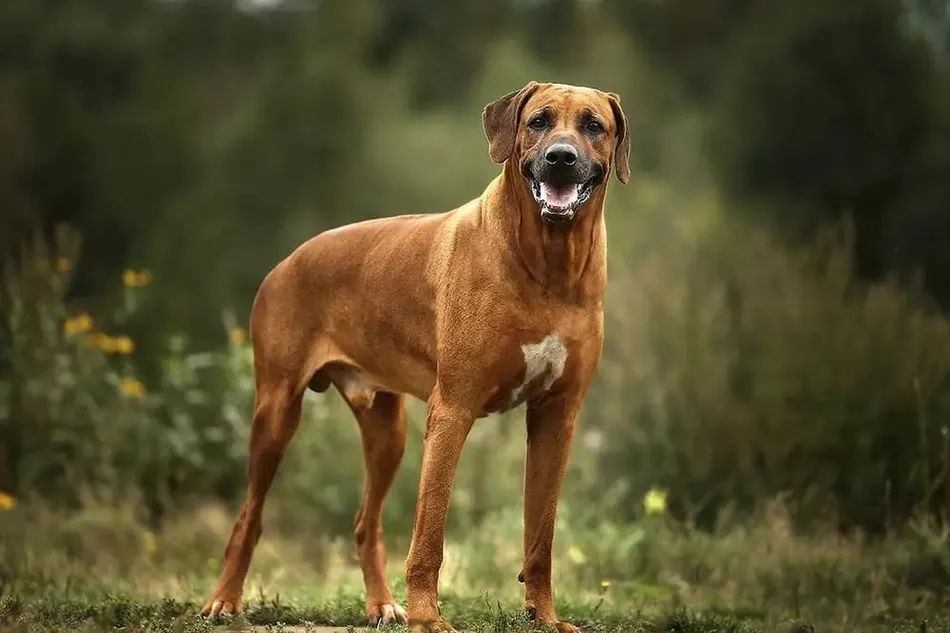 Fallo ejemplar: millonaria condena a los dueños de perros Rodesianos que atacó a una motociclista