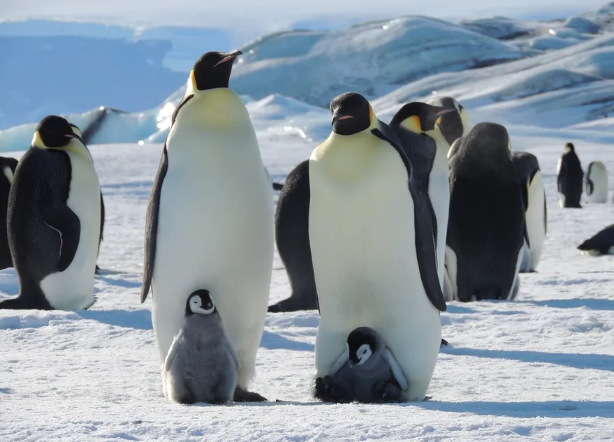 Seguirán por satélite al pingüino emperador antártico para saber dónde encuentra su alimento